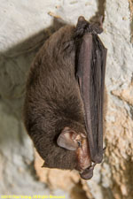 brown bat